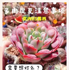 To cope with hot summer days, keep your succulents healthy (care tips and precautions for succulents in high temperatures)1
