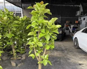 Techniques for Wiring a Beautiful Ficus bonsai tree (Creating Artistic Ficus bonsai tree with Care and Attention)