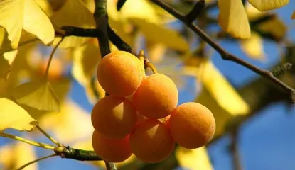 A Complete Guide to Ginkgo Nuts (Understanding the Origin, Nutrition, and Culture of Ginkgo)