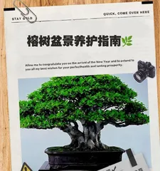 Techniques for Wiring a Beautiful Ficus盆景 (Creating Artistic Ficus盆景 with Care and Attention)1