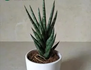 How to Choose the Right Snake Plant Variety (Recommended Popular Snake Plant Varieties)