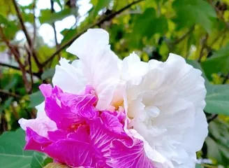 Pruning Time and Methods for Wood Hibiscus (Master the correct pruning techniques to help Wood Hibiscus thrive)