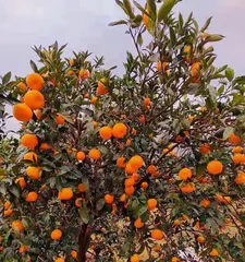 Creating an Ideal Courtyard (Selecting Suitable Varieties to Make the Courtyard More Beautiful and Practical)