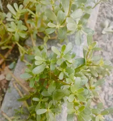 Purslane, a common wild vegetable (introduction in terms of morphological characteristics, ecological environment, nutritional value, etc.)
