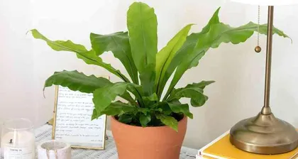 The leaves of the Staghorn Fern are wilting. How can it be saved? (Tend to it carefully and let the Staghorn Fern regain vitality)