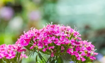 Rosa chinensis (Learn how to grow and care for roses)