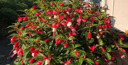 Cultivation Techniques for Upside-Down Bells (Making Your Upside-Down Bells Grow More Vigorously)