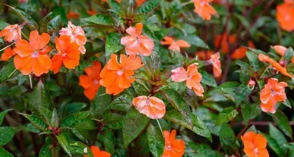 The Life Cycle and Cultivation Methods of Impatiens Balsamina (Exploring the Reproductive and Growth Process of Impatiens to Keep it Evergreen and Flourishing)
