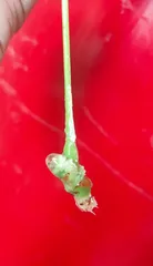 Why does the money tree not take root? (Exploring the reasons for the difficulty of rooting money trees and solutions)