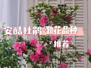 Anko Azalea Cultivation Secrets (From Planting to Care, Easily Own a Beautiful Garden)