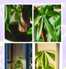 The leaf care method of Money Tree (How to properly care for Money Tree leaves to promote wealth)