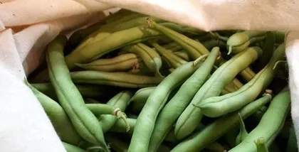 Complete Guide to Spring Bean Planting (From Time Selection to Cultivation Techniques, Teaching You to Create a Bountiful Bean Garden)