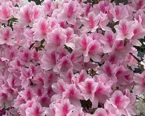 Anko Azalea Cultivation Secrets (From Planting to Care, Easily Own a Beautiful Garden)1