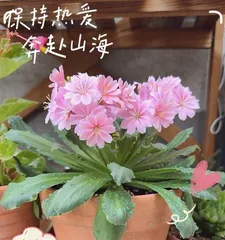 Rosa chinensis (Learn how to grow and care for roses)2