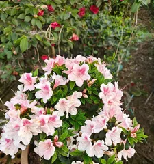 Anko Azalea Cultivation Secrets (From Planting to Care, Easily Own a Beautiful Garden)2