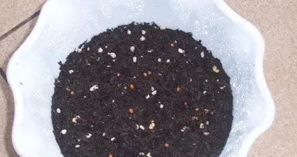 The growth cycle of radishes (Understanding the growth cycle of radishes to master planting techniques)