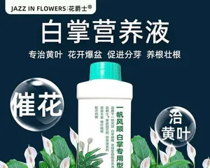 Causes and Solutions for Yellow Leaves in White Palm Hydroponics (Remedies and Precautions for Yellow Leaves in White Palm Hydroponics)