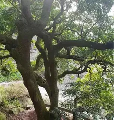 The Truth About How Many Years It Takes for a Lychee Tree to Bear Fruit (Decoding the Relationship Between the Age of a Lychee Tree and Fruit Bearing)