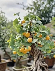 How to Care for Potted Ginkgo Trees in Winter (Secrets and Tips for Growing Indoor Ginkgo Trees)