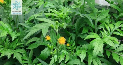 Explore the growth characteristics of Panax notoginseng (Reveal whether Panax notoginseng is a perennial or an annual plant)