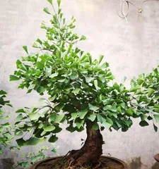 How to Care for Potted Ginkgo Trees in Winter (Secrets and Tips for Growing Indoor Ginkgo Trees)1