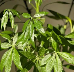 Solution for a Wilted Money Tree (How to Revive a Wilted Money Tree?)