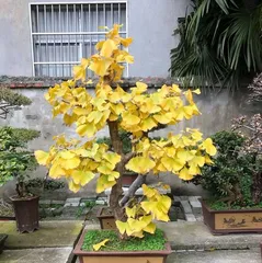 How to Care for Potted Ginkgo Trees in Winter (Secrets and Tips for Growing Indoor Ginkgo Trees)2