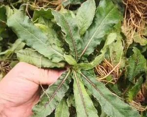 The best time to harvest burdock root (digging techniques and precautions)