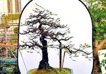 The Care and Precautions for Blackbone Tea Plant Bonsai (From Selection to Maintenance, Keeping Your Blackbone Tea Bonsai Beautiful for a Long Time)