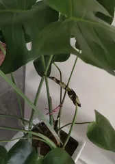 Ivy arum watering cycle and precautions (Building a healthy ivy arum starts with the right watering)