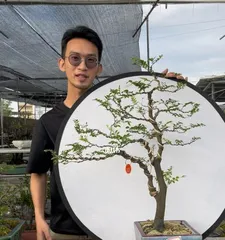 The Care and Precautions for Blackbone Tea Plant Bonsai (From Selection to Maintenance, Keeping Your Blackbone Tea Bonsai Beautiful for a Long Time)1