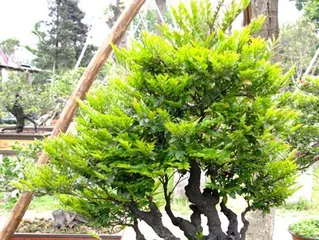 The Care and Precautions for Blackbone Tea Plant Bonsai (From Selection to Maintenance, Keeping Your Blackbone Tea Bonsai Beautiful for a Long Time)2