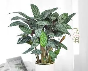 Is it good to have a leopard print Calathea at home in terms of Feng Shui? (Exploring the role and precautions of leopard print Calathea in home Feng Shui)