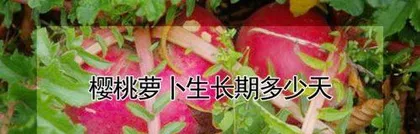 Explore the growth cycle of radishes (radish planting techniques and growth details)