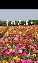 The cultivation methods and precautions for purslane (master the correct time and techniques to easily grow delicious and fresh purslane)