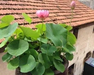 Lotus Culture Techniques Indoors (From Planting, Water Quality, Fertilizing to Light, Creating a Beautiful Lotus Courtyard)