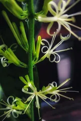 The nutritional value and edible methods of loofah seeds (Discover the health benefits of loofah seeds and start trying today)