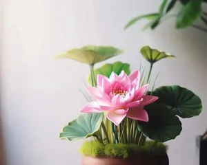 Lotus Culture Techniques Indoors (From Planting, Water Quality, Fertilizing to Light, Creating a Beautiful Lotus Courtyard)1