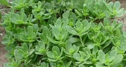 Tianqi Indoor Care Guide (Suitable Tianqi Varieties and Care Techniques)