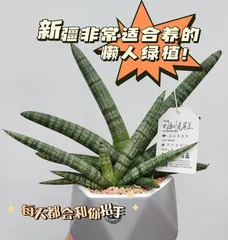 Detailed Explanation of Hydroponic Propagation of Silver Vein Snake Plant (A Simple and Effective Method)