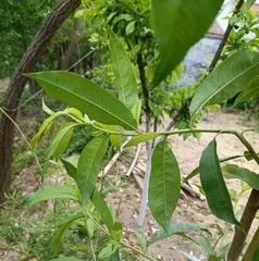 How to Properly Prune and Top Walnut Trees - Detailed Walnut Tree Growth Techniques (From Timing Selection to Methods and Skills, Ensuring Healthy Growth of Walnut Trees)