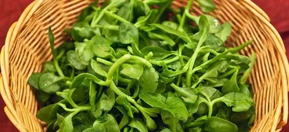 Tianqi Indoor Care Guide (Suitable Tianqi Varieties and Care Techniques)1