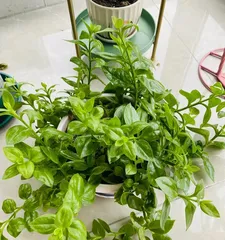 Tianqi Indoor Care Guide (Suitable Tianqi Varieties and Care Techniques)2