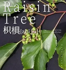 Exploring the medicinal value of Ziziphus jujuba (uncovering its various functions and uses)