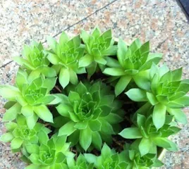 How to judge if Guanyin Lotus has rotten roots? (Judging methods and precautions for Guanyin Lotus rotten roots)