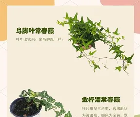 The reasons why ivy leaves do not bloom and their handling methods (effective ways to solve the problem of ivy leaves not blooming)