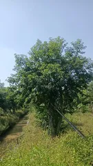 How to grow high-yielding beans? (Master the correct planting time and methods to ensure a bountiful harvest of beans.)