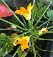 Techniques and Precautions for Growing Gourds in Pots (Creating a Relaxing and Enjoyable Home Gardening Experience)