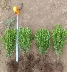 Where are the melon seeds produced? (Follow the editor to search for them in the Guanzhong Plain!)