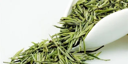 Silver Needle Picking Ultimate Guide (Silver Needle Harvest Season and Picking Time Covered)